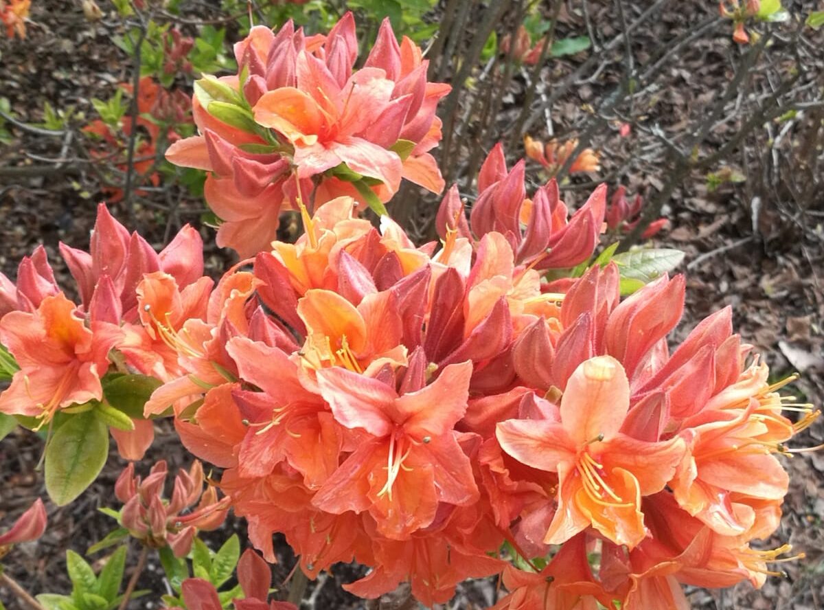 SuomiAreena, Sarpi BePop lounas, kesäteatteri