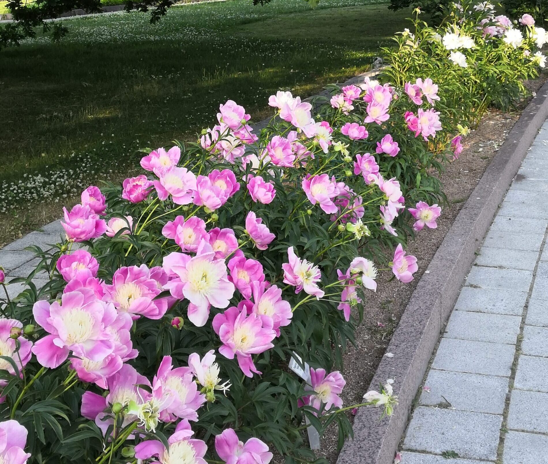 Unelma-lehden mediakortti 2025